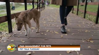PET TALK TUESDAY - PAIN MANAGEMENT AND PETS