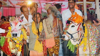 Cow Wedding: Sacred Cow And Bull Are Married In India