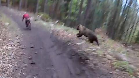 A Wild Bear Appears!