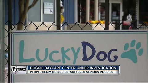 Dog day care under investigation after two dogs die of heat exhaustion