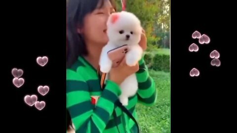 cute Pomeranian puppies doing funny things |cute and funny dogs