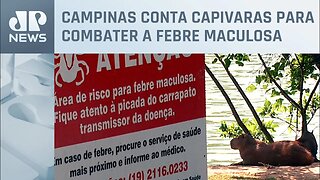 Pesquisadores analisam capivaras em Campinas no interior de SP