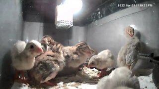 Week old guinea fowl keets in brooder