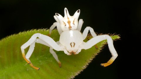 Crab spider mimics flower to attract prey