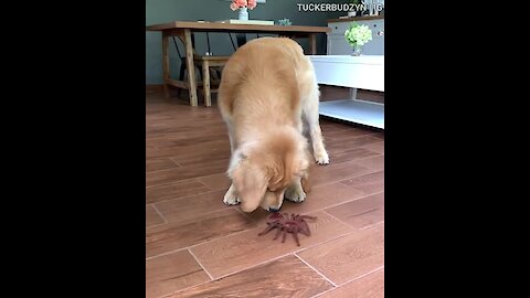 Golden Retriever Tucker Reacts To Giant Spider