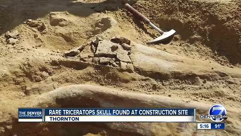 Rare triceratops fossil found in Thornton at construction site