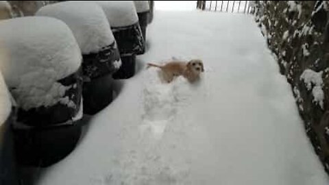 Adorabile cagnolina si diverte nella neve
