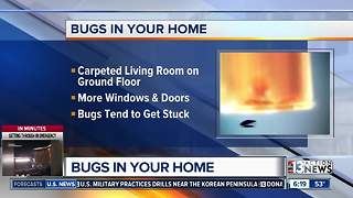 Bugs in your home