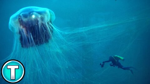 Lion's Mane Jellyfish | World's Weirdest Animals