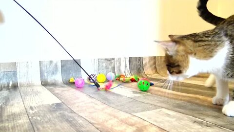 Kittten Hides, then Jumps to Catch Toy