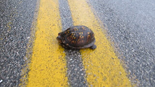 Helping A Turtle Off The Road