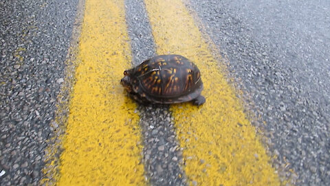 Helping A Turtle Off The Road