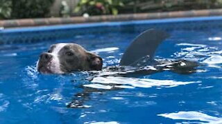 Un requin très rare aperçu dans une piscine aux USA
