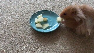Cream Puff Eating Apples For First Time! -Hamster Heaven