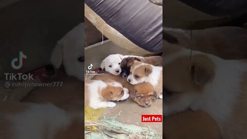 Cutest Puppy make a friend #shorts #cute #tiktok Funny videos 2021