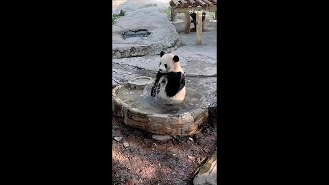 Cute Little Panda Giving Himself A Panda Giving Himself A Bath