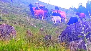 Vacas bois bezerros em busca de capim touros, touro, vaca,boi, bezerro, Gado bovino Bos taurus