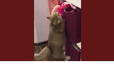 💞😆Cats and dogs fighting very funny😂|| Try not to laugh ||#shorts