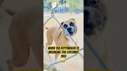 Have you seen Goofier aggressive dogs ? 🤯😲 #shortscreator #dogbreed #rottweiler #boxerdog