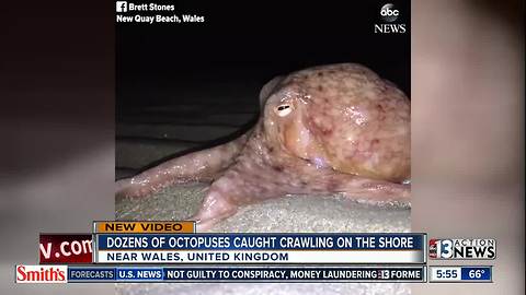 Dozens of octopuses caught crawling on shore