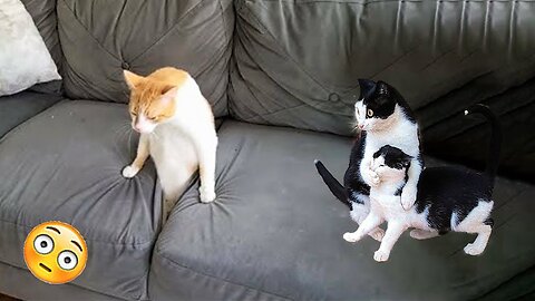 Best Funniest Cats 😹 - Don't try to hold back Laughter 😂 Funny Cats 2023