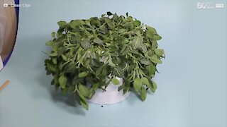 Une vidéo en accéléré montre la renaissance d'une plante