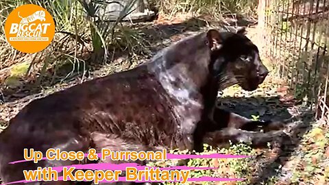 Big Cat Rescue LIVE Q&A with Brittany at Big Cat Rescue 12 19 2022