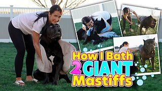 How I Bath 2 Giant Mastiffs - Behavior Secrets Revealed