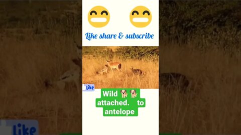 wild dog 🐕 attached to antelope ®® #shorts #youtubeshorts