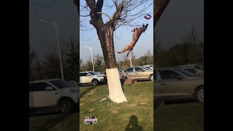 Wow dogs climb a tree to get a toy!!#shorts#funny#dog adventure