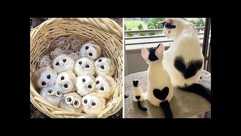 --YOU LAUGH YOU LOSE_ -🤣🐈-Funny Moments Of Cats Videos Compilation - Funny Cats Life🐱