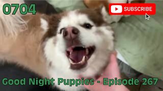 [0704] GOOD NIGHT PUPPIES - EPISODE 267 [#dogs #doggos #doggies #puppies #dogdaycare]