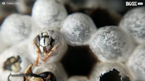 Macroscopico: la nascita di una vespa da vicino