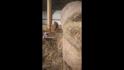 Baby bull calf in hay barn.