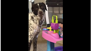 Dog gives priceless look to camera after baby squeals loudly