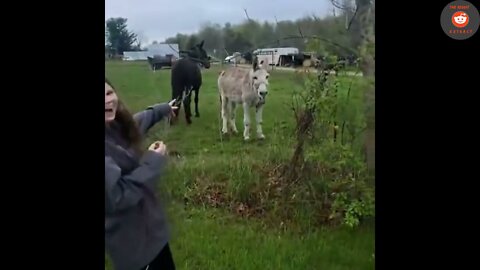 Donkey Laughs at Dog Getting Shocked By Electric Fence