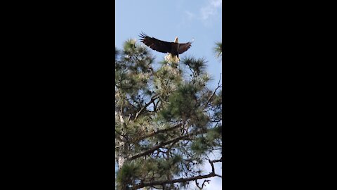 Bald eagles, ospreys, and mocking birds
