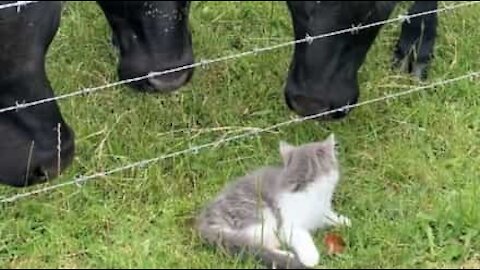 Australie: le chaton qui défiait les vaches