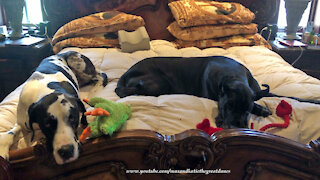 Happy Great Danes Love To Play With Their Toys In Bed