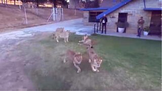 Leijonat jahtaavat dronea Etelä-Afrikassa