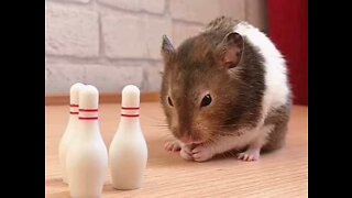 Hamster is an ace at bowling
