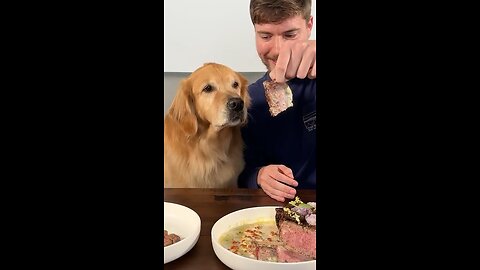 Feeding A dog $1 vs $10,000 steak