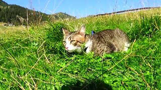 Little Cat Loves Travelling in the Mountains