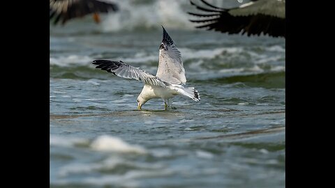 Ring-Billed Gull, Sony A1/Sony Alpha1, 2160p