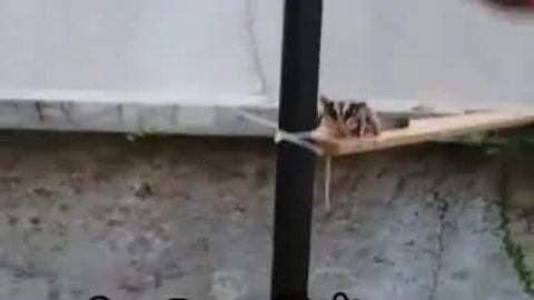 Talented sugar glider dominates obstacle course