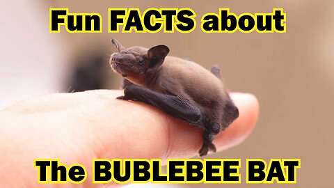 Fun FACTS that you didn't know about BUMBLEBEE BATS