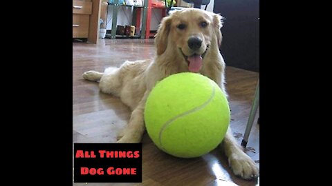 FUNNY LARGE BALL, GIANT DOG TENNIS BALL