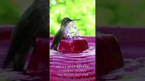 Hummingbird takes a bath 💗 #shorts