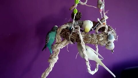 4K HDR Video – Beautiful Lovebird | Budgies and Cockatiel Birds Playing and Feeding-15