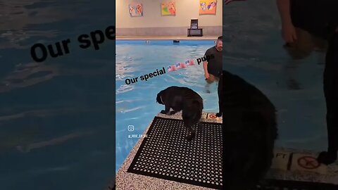 Labrador Retrievers Swimming Pool #dogtraining